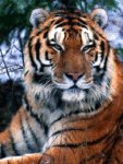 Тигр жмурится Анимация гиф картинка смайлик