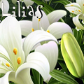   , lilias    
